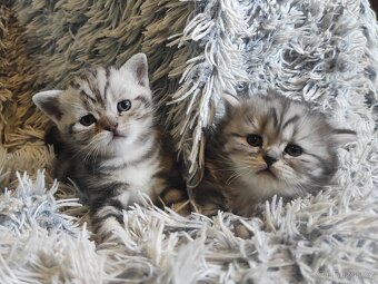 Britská koťata- whiskas - 2