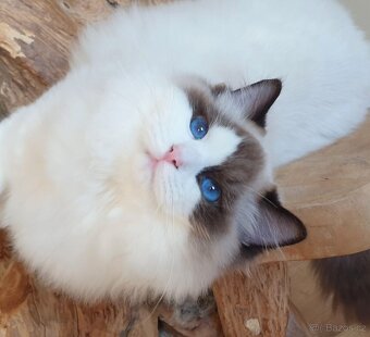 Ragdoll kocourek s PP na mazlíčka - 2