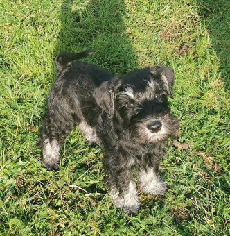 Knírač malý černostříbřitý - 2