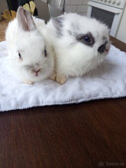 Zakrslý králíci - 2