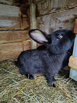 Králík - samci - 2