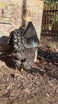 Brahmánka černá kohout - 2