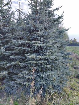 vanočni stromek velky - 2