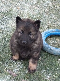 Německý ovčák s PP - 2