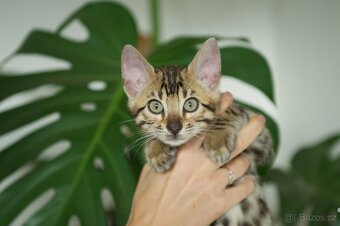 Bengálská Kočka- koťata - 2