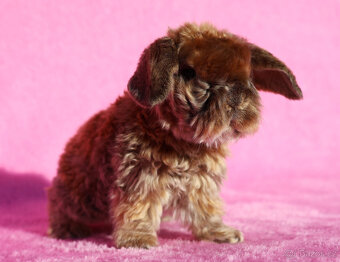 Zakrslý satén rex beránek , samička s VP . - 2