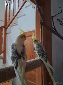 Ručně dokrmené korely. - 2