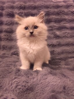 Ragdoll kocourci - 2