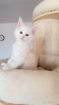 Mainská mývalí s PP - 2