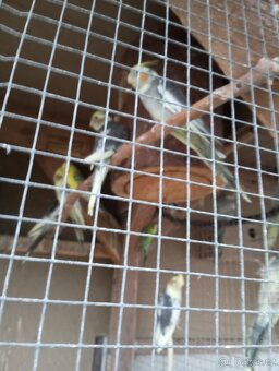 Andulky a korely - 2