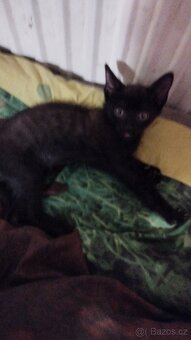 Daruji dvě koťátka - 2