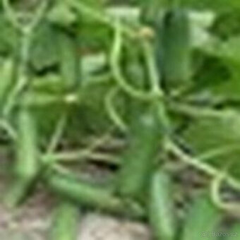 Okurky Marketmore,hladké střední velikosti,20semen - 2