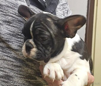 Francouzský buldoček - 2