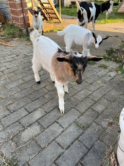 Koza holandská zakrsla - 2