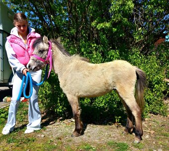 Hřebeček pony - 2