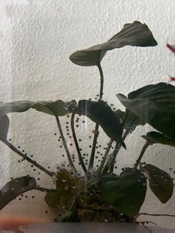 Vajíčka axolotla mexického - 2