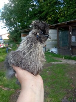 Krasny mlady kohoutek hedvabnicky - 2