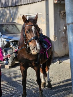 Welsh pony - 2