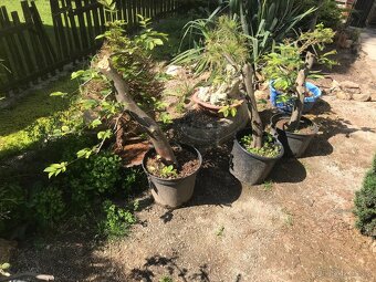 Bonsaj bonsai - 2