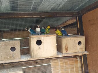 Agapornis škraboškový - 2