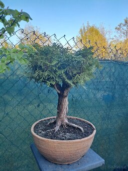 Bonsaj,bonsai Thuje - 2