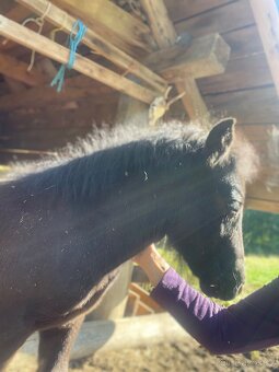 Shetland pony s PP - 2
