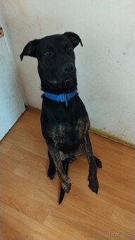 Roky kříženec labradora - 2