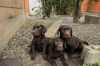 štěňata labrador a hnědý kluk – připravena k odběru - 2