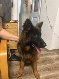 Německý ovčák - 2