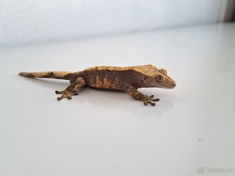 pagekon řasnatý - 2