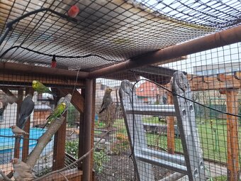 Korela a andulka - 2