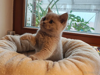 Britská krátkosrstá koťátka s PP - 2