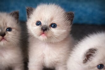 Rezervace koťat - 2