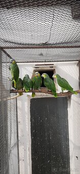 Amazoňan oranžovokřídlý - 2