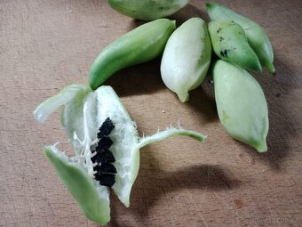 Semínka ačokči, 10 ks - 2