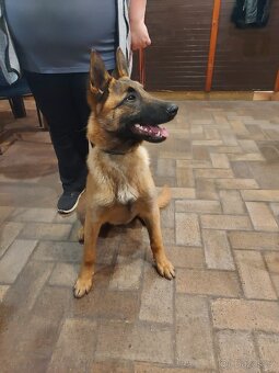 Malinois pes 6,5 měsíců s PP - 2