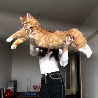 Mainská mývalí / MCO - 2