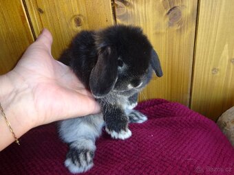 Minilop - sameček - 2