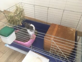 Zakrslý králík - 2