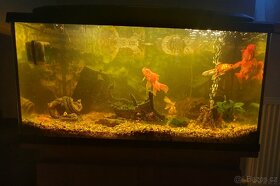 Akvarijni set vc. prisl., rybicek a skrinky pod akvarium - 2
