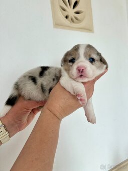 Wels Corgi Cardigan s PP - 2