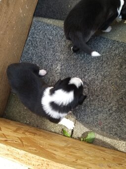 Border Kolie - 2
