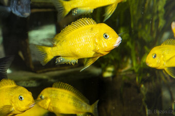 Tropheus sp. black Kiriza Gold - 2