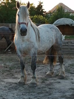 Percheron na predaj - 2