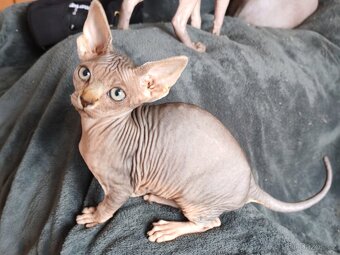 Sphynx - 2