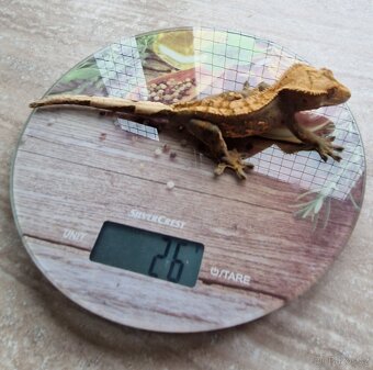 Pagekon řasnatý - 2