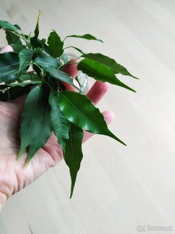 Fikus Benjamin zakořeněné řízky - 2