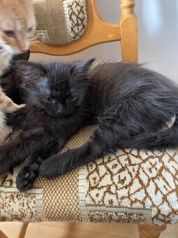 Daruji koťátka - 2