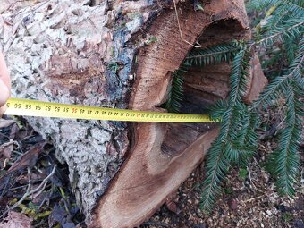 Ořech, ořechové dřevo, kmen. - 2