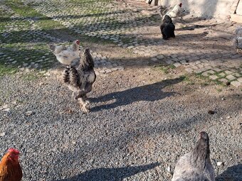 Prodám kohouta a indické běžce - 2